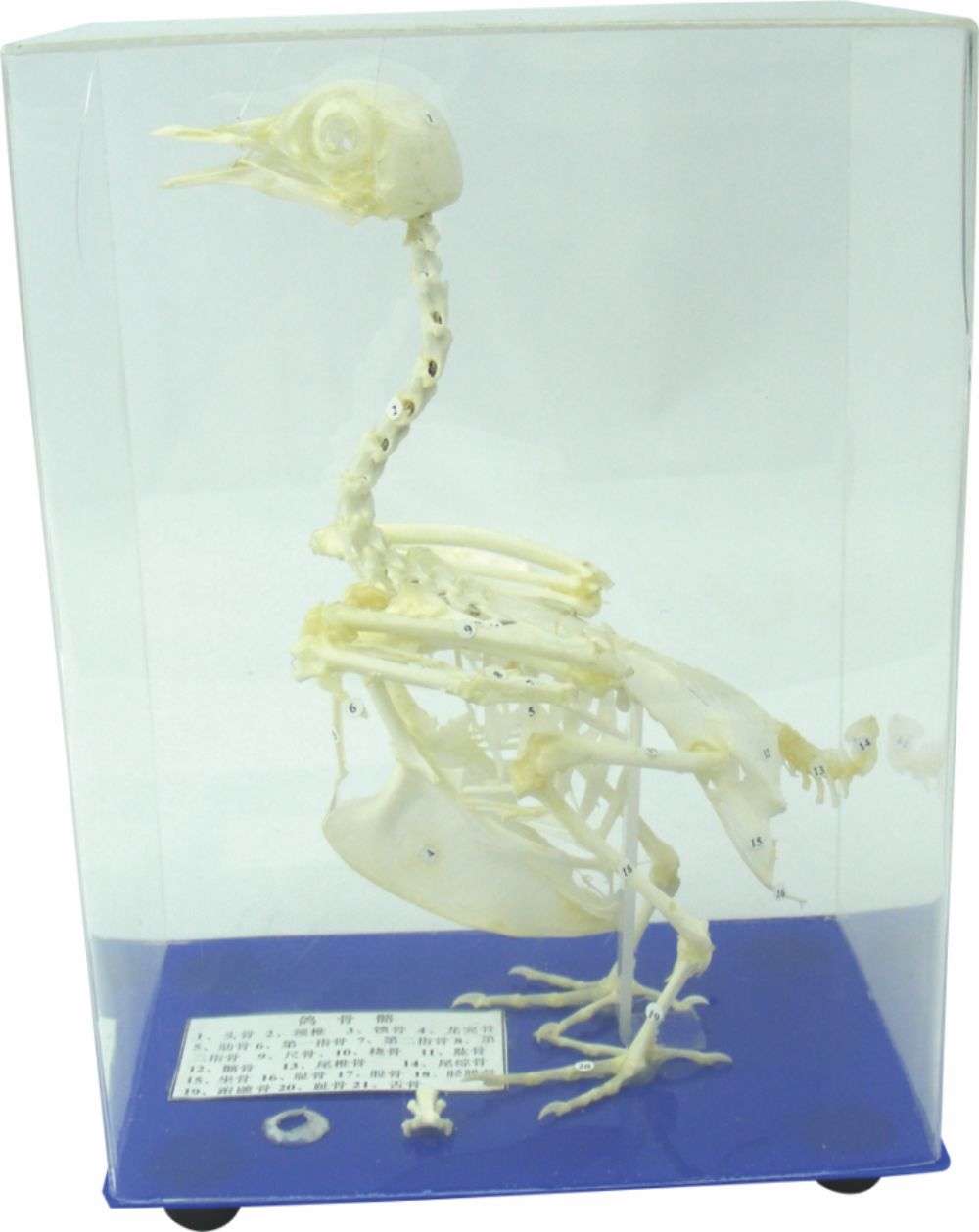 蒙臺梭利教具 鴿骨骼標(biāo)本